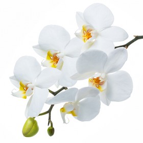 Стол обеденный Танго белый/Орхидея в Асино - asino.katalogmebeli.com | фото 3